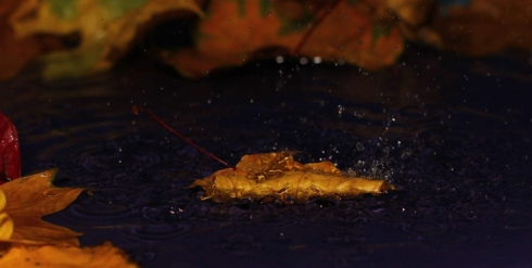 leaf floating on the water